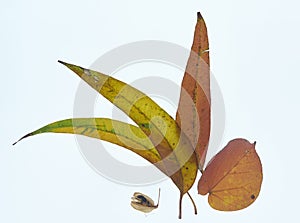 3 old eucalyptus leaves with a seed pod and hibiscus leaf.