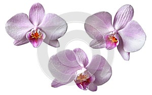 3 Orchid