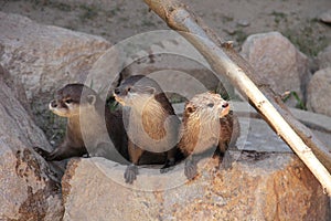 3 Otters watching