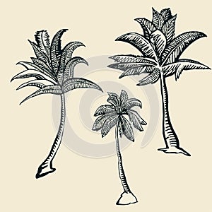 3 palm trees illustration