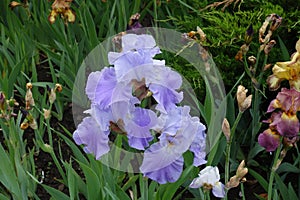 3 pastel violet flowers of Iris germanica