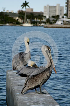 3 pelicans
