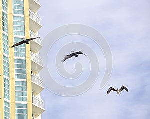 3 pelicans flying near hotel
