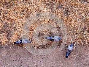 3 pigeons looking for food at the edge of a dry lawn - view from above