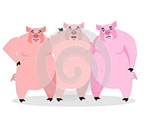 3 pigs. Three piglets. Funny farm animals. Good character from f