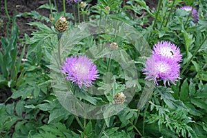 3 pink flowers of Centaurea dealbata in May