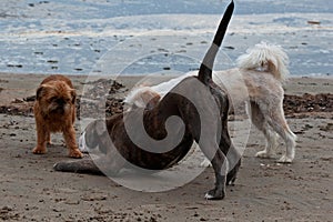 3 playful dogs on the beach 2