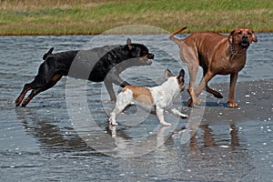 3 playful dogs on the beach 7