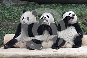 3 Playful Panda Cubs in Chongqing, China