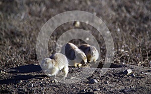 3 prairie dog Gathering near the hole