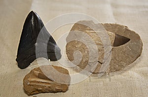 3 Prehistoric Shark Teeth Fossils