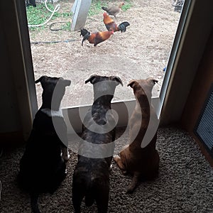 3 puppies watching chickens