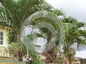 3 Queens palm flowers in front of the house