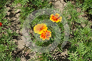3 red and yellow flowers of Tagetes patula