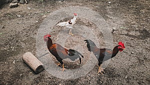 3 roosters waiting to be fed