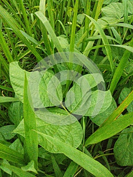 3 round leaf texture that grows wild among the green grass.  in the village 16