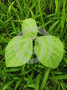 3 round leaf texture that grows wild among the green grass.  in the village