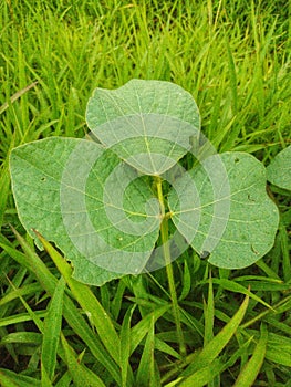 3 round leaf texture that grows wild among the green grass.  in the village 4