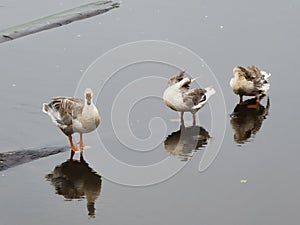 3 swan shower time in the lake