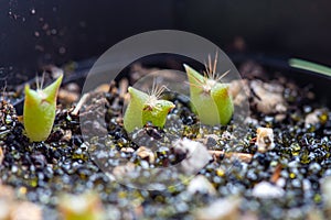 3 tiny cactus seedlings in cactus soil