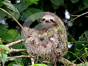 3 Toed Sloth. Costa Rica jungles wildlife.