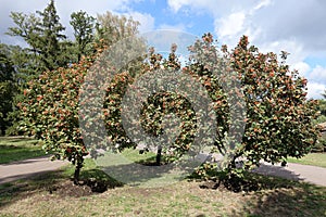 3 trees of Sorbus aria with berries