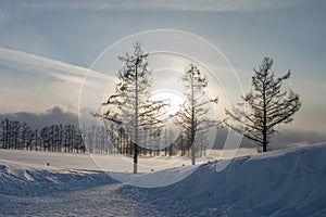 3 trees in the winter and snow during a sunset.