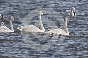 3 Tundra Swans swimming on pea island winter migration