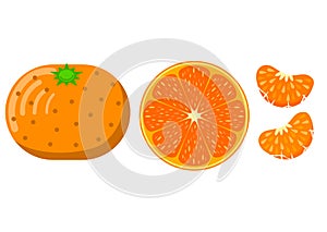 3 types of tangerine illustrations