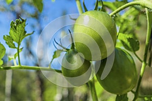 3 unripe green tomatoes on a shrub with leaves