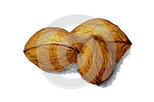 3 Walnuts painted in watercolor on white background