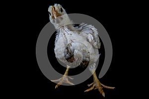 3 week old broiler chicken isolated on black.