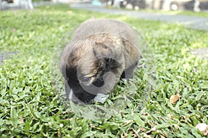 A 3 week old puppy sniffs the grass and discover new scents. Healthy development of the sense of smell