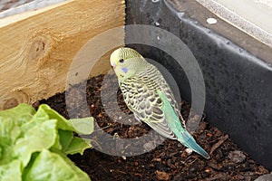 3 weeks old budgies closeup 2