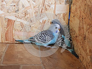 3 weeks old budgies closeup 4