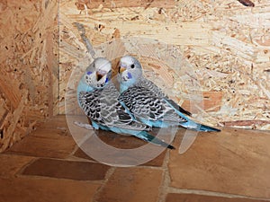 3 weeks old budgies closeup 7