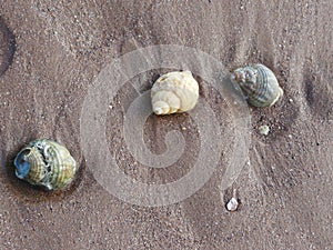 3 whelk shell Sea shells on the sand