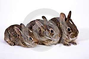 3 wild baby rabbits