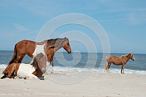 3 wild horses