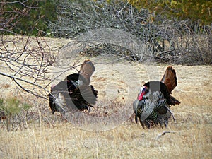 3 wild tom turkeys strutting through field