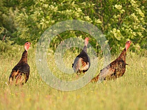 3 Wild Turkeys on alert in field