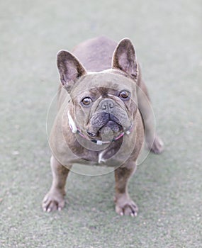 3-Year-Old Reverse Brindle Frenchie Female Standing and Looking at Camera