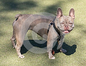 3-Years-Old Lilac Brindle Tan Merle Female Frenchie
