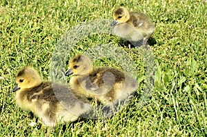 3 yellow chicks of canadian goose walking on the green grass