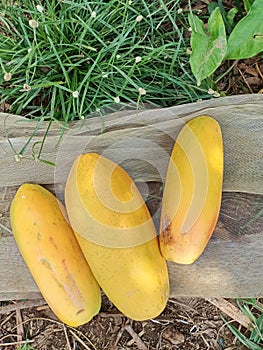 3 yellow papayas freshly picked from the tree in the field