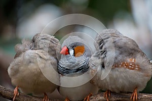 3 Zebra finches nestling at Bloedel Conservatory in Vancouver, British Columbia