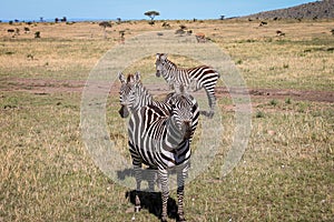 3 zebras on safari