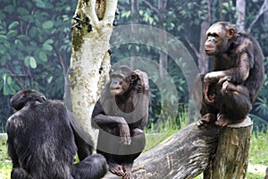 3 Zoo Chimps