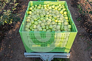 300 kg of fresh Golden Delicious apples in a plastic green crate