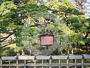 300 Year Old Pine at Hamarikyu Gardens in Tokyo, Japan